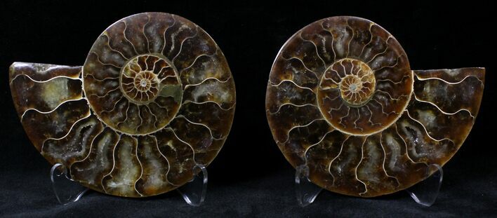 Polished Ammonite Pair - Million Years #20307